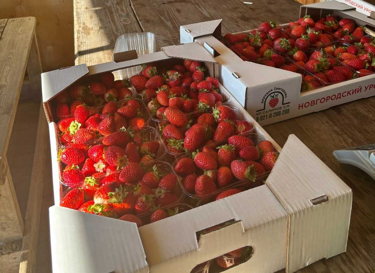 Этибар Салимов начал выращивать клубнику в Новгородской области в 2024 году.