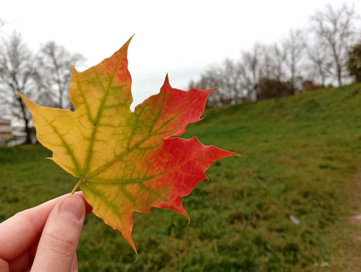 В Великом Новгороде будет преимущественно без осадков.