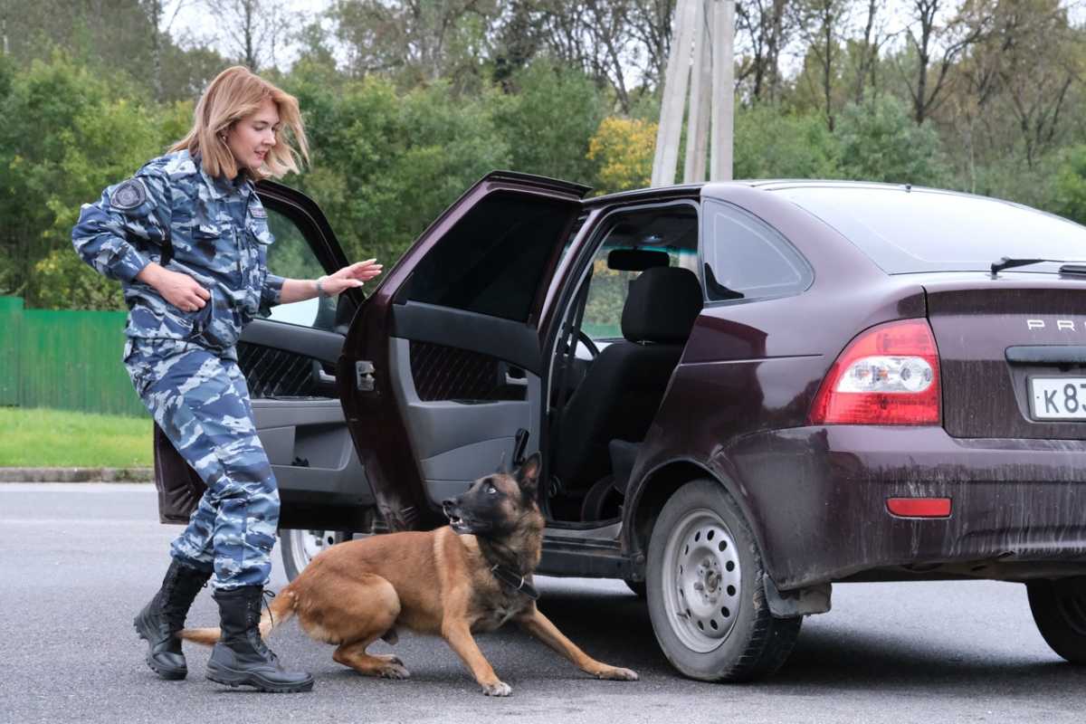 Специалисты рассказали, в каких случаях задействуют собак, как их обучают и содержат.