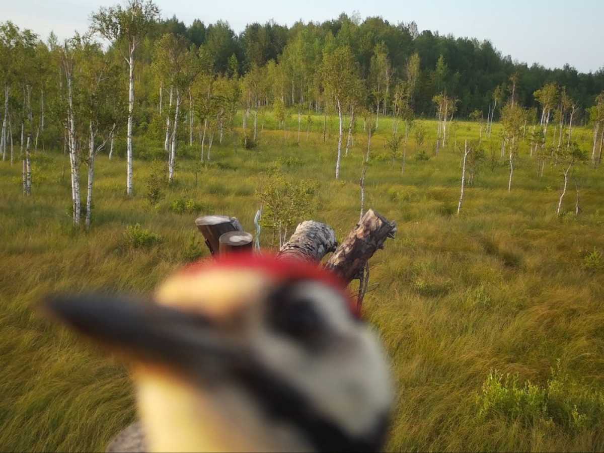16 июля в кадр фотоловушки попал молодой большой пёстрый дятел, когда он долбил её датчик движения.