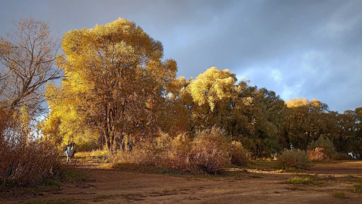 Пасмурно и до +8: прогноз погоды на 13 октября в Новгородской области