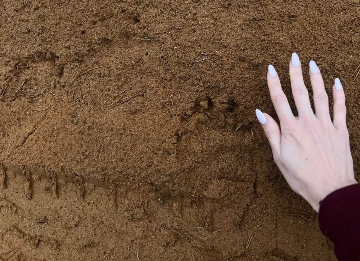 Лучше встретить следы медведя, чем того, кто их оставил.