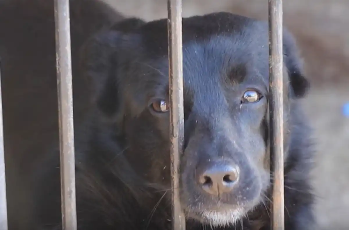 Участники субботников соберут мелкий мусор на территории приютов, наведут порядок в подсобных помеще