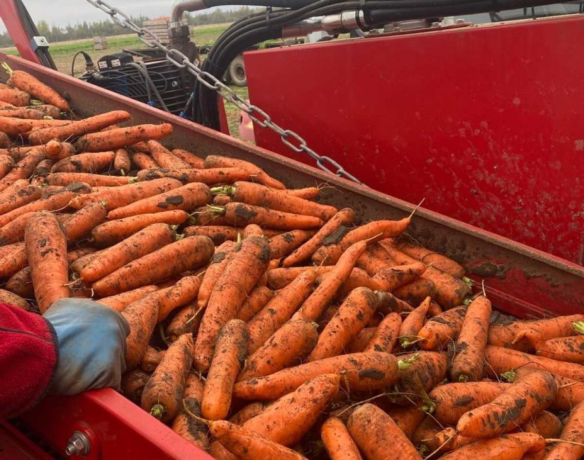 На сегодня в Новгородской области собрали 42160 тонн овощей.