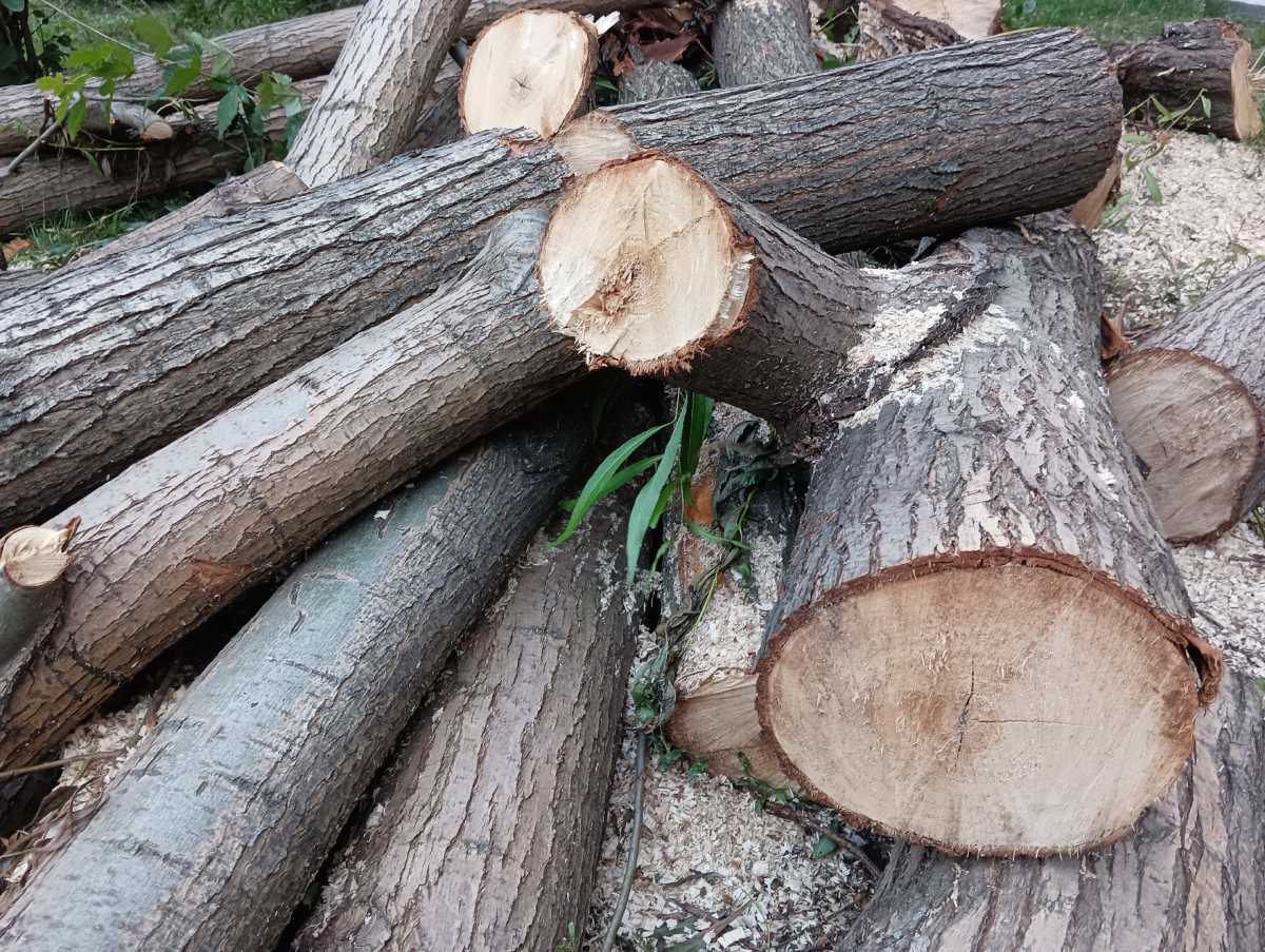 Специалисты марёвских предприятий представляли Новгородскую область на 10-м российском Чемпионате ле