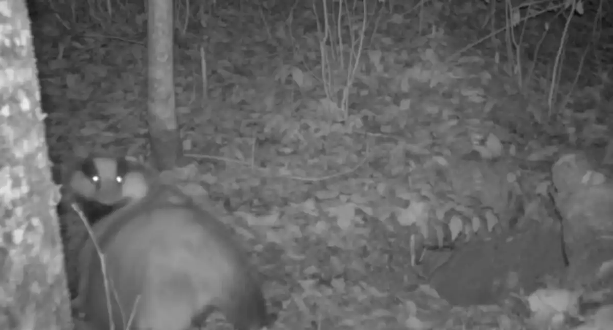 Барсуку было непросто дотянуться до загривка, чтобы почесаться, но он сделал это.