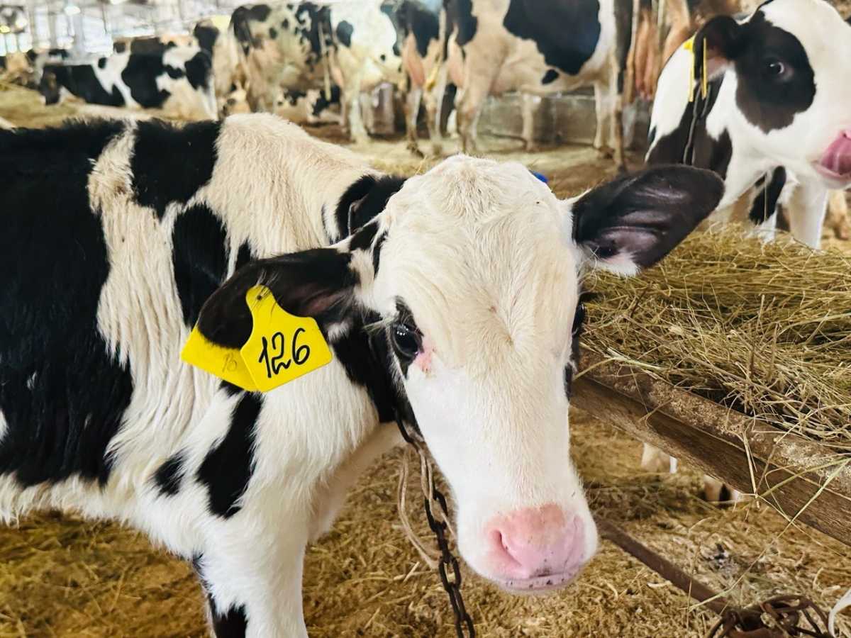 Новгородский агрохолдинг «Лактика» вошёл в топ-100 крупнейших молочных компаний России