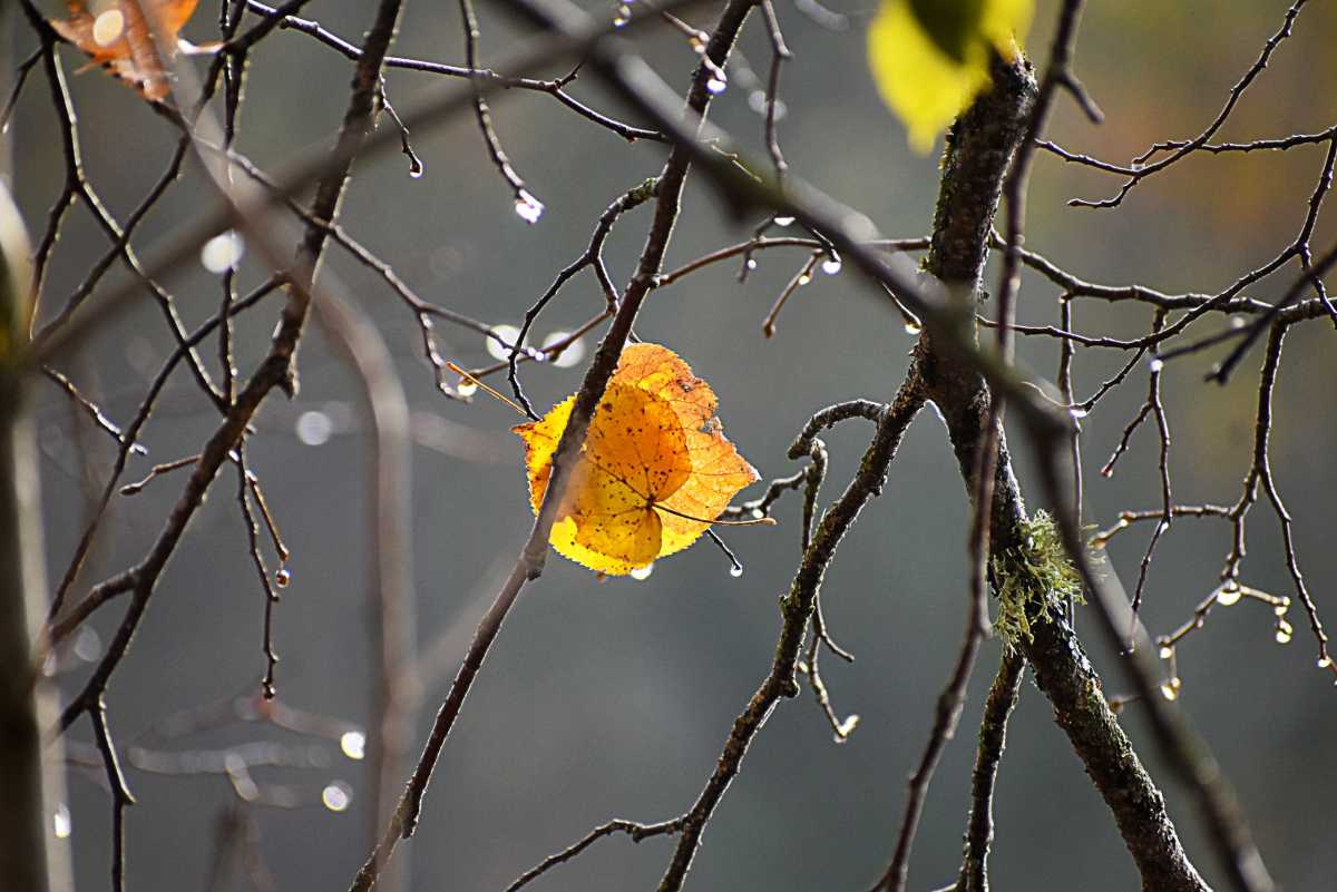 Новгородскую область ожидает ненастная, но довольно тёплая погода