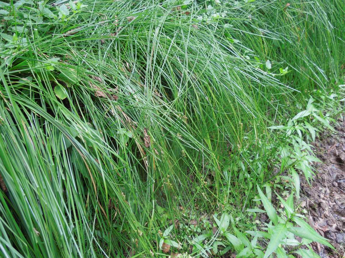 Осока трясунковидная - это многолетнее травянистое растение из семейства осоковые. Листья светло-зел