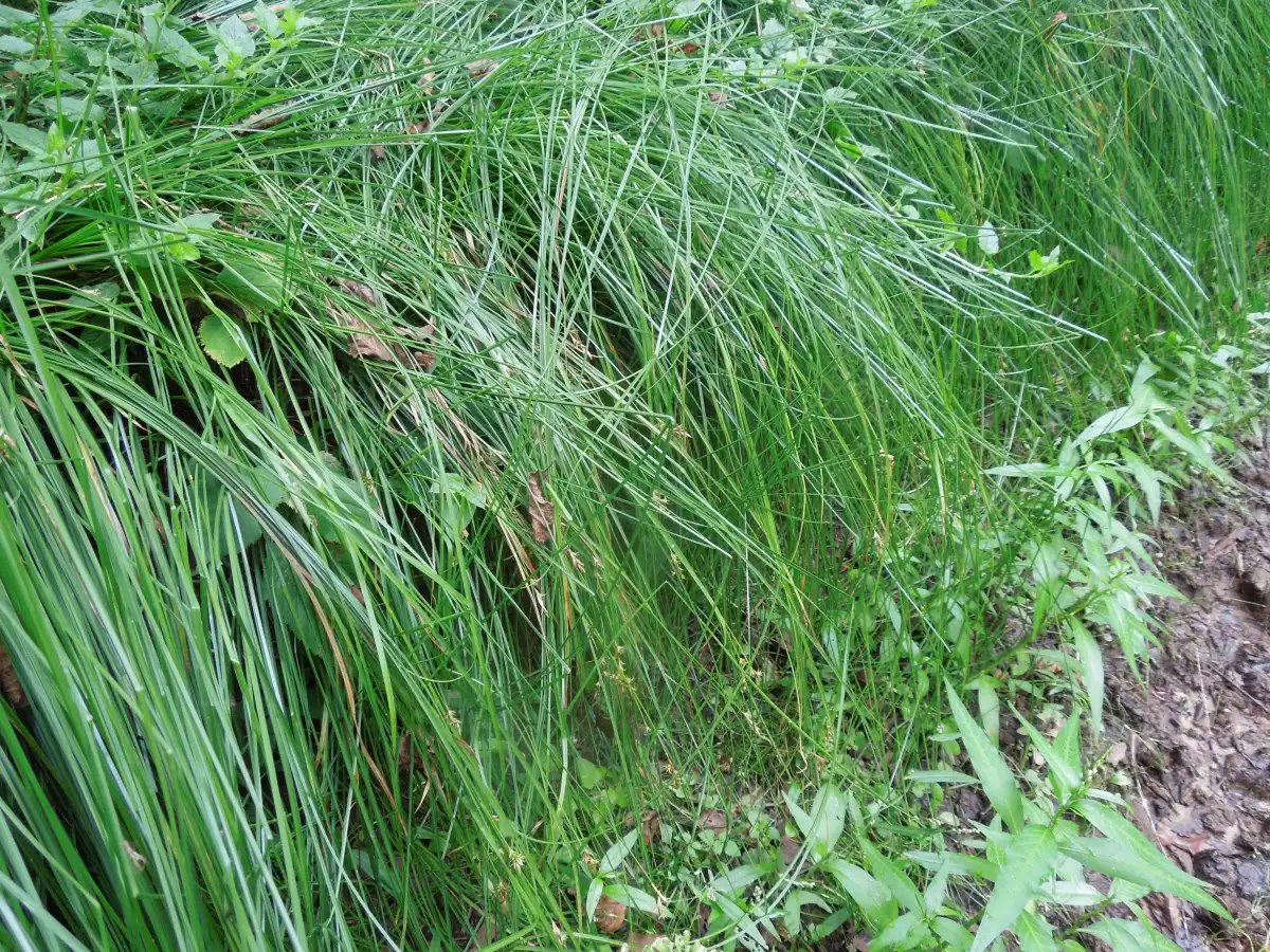 Осока трясунковидная - это многолетнее травянистое растение из семейства осоковые. Листья светло-зел