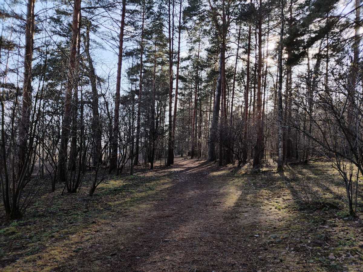 В спасательном ведомстве напомнили грибникам о правилах безопасности в случае похода в лес.