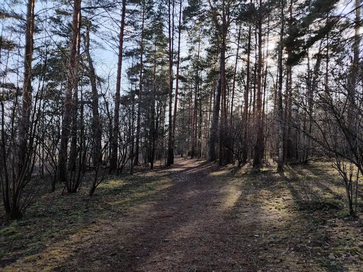 В спасательном ведомстве напомнили грибникам о правилах безопасности в случае похода в лес.