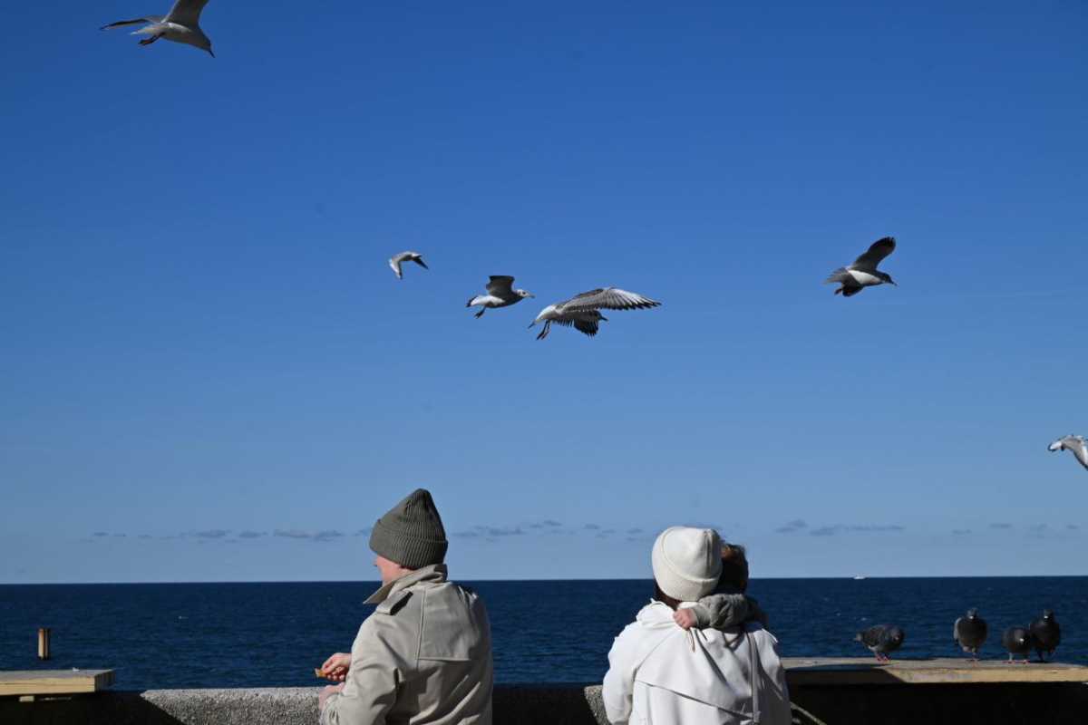 Птицы становятся живым транспортом для пластикового загрязнения