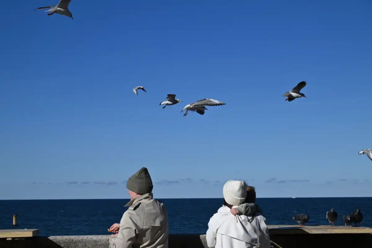 Птицы становятся живым транспортом для пластикового загрязнения