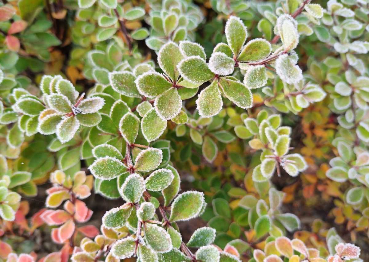 Новгородская область начинает готовиться к зиме.