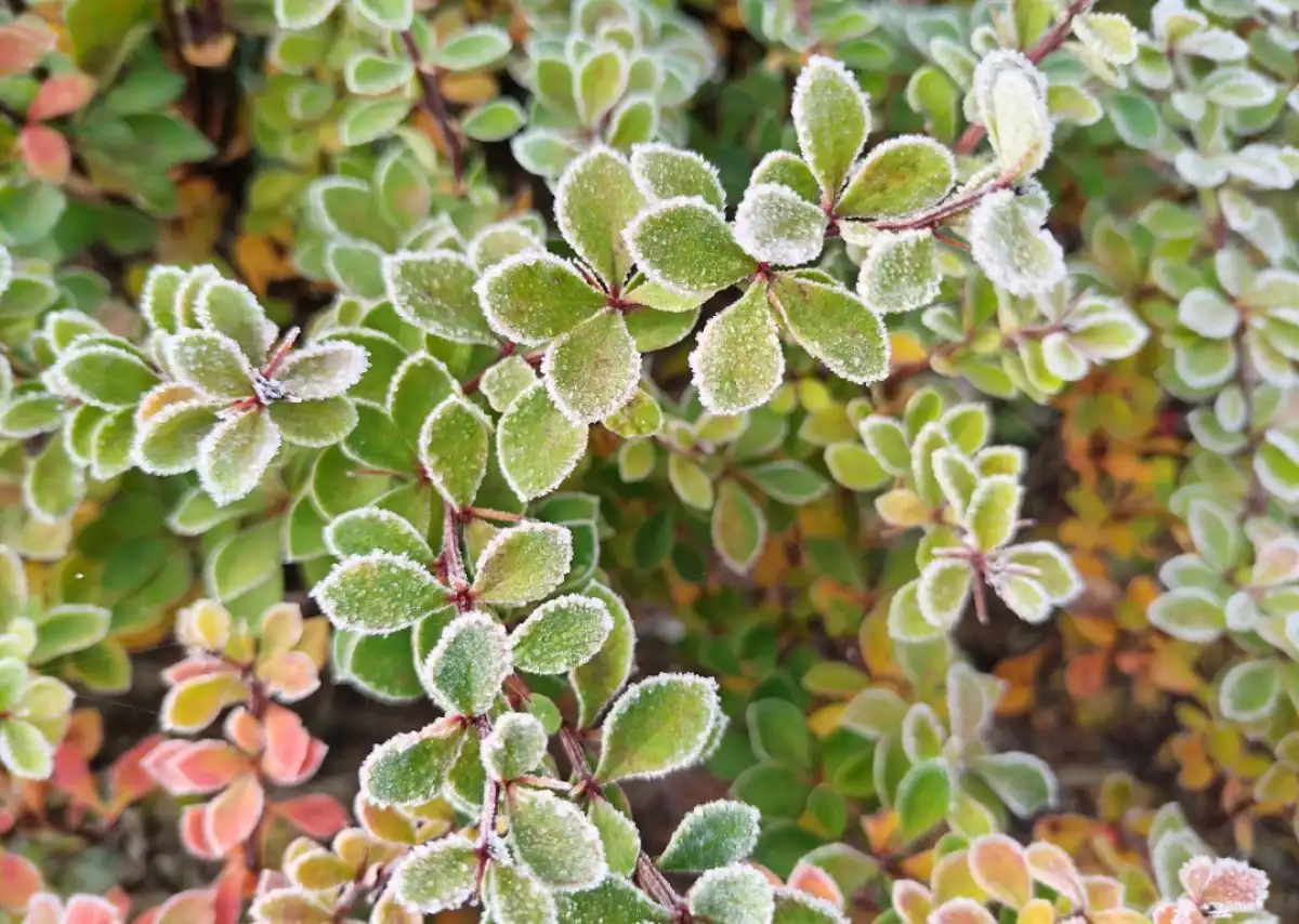 Новгородская область начинает готовиться к зиме.