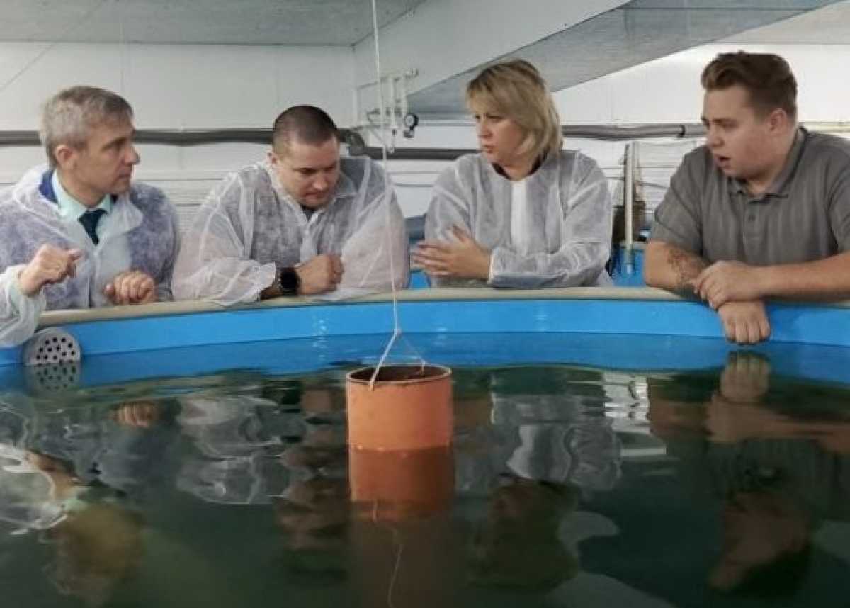 Рыбзавод «Новгородский» занимается выращиванием осетровых и лососевых видов рыб.