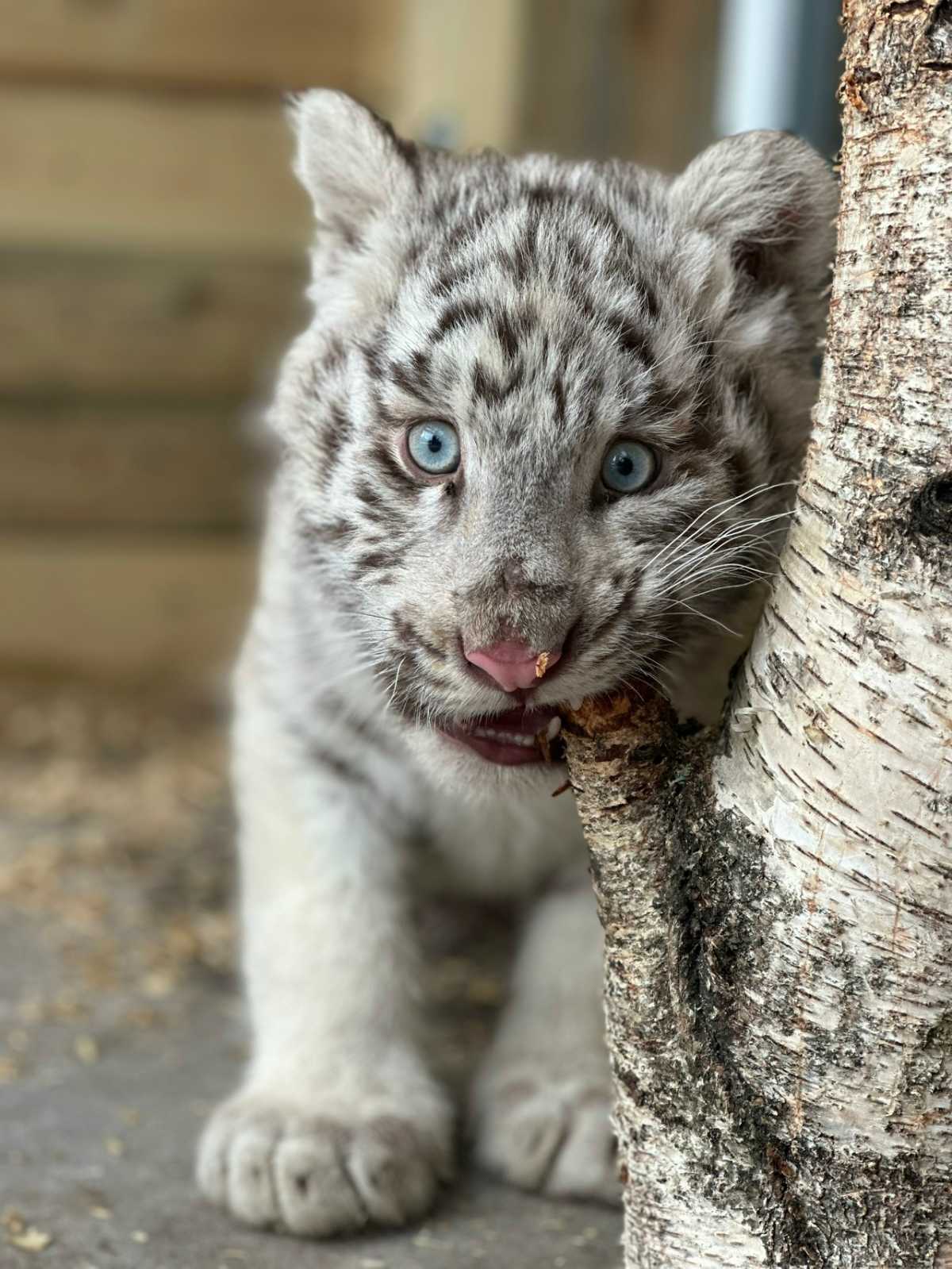 Белая тигрица Мария из Окуловского зоопарка отмечает первый  день рождения