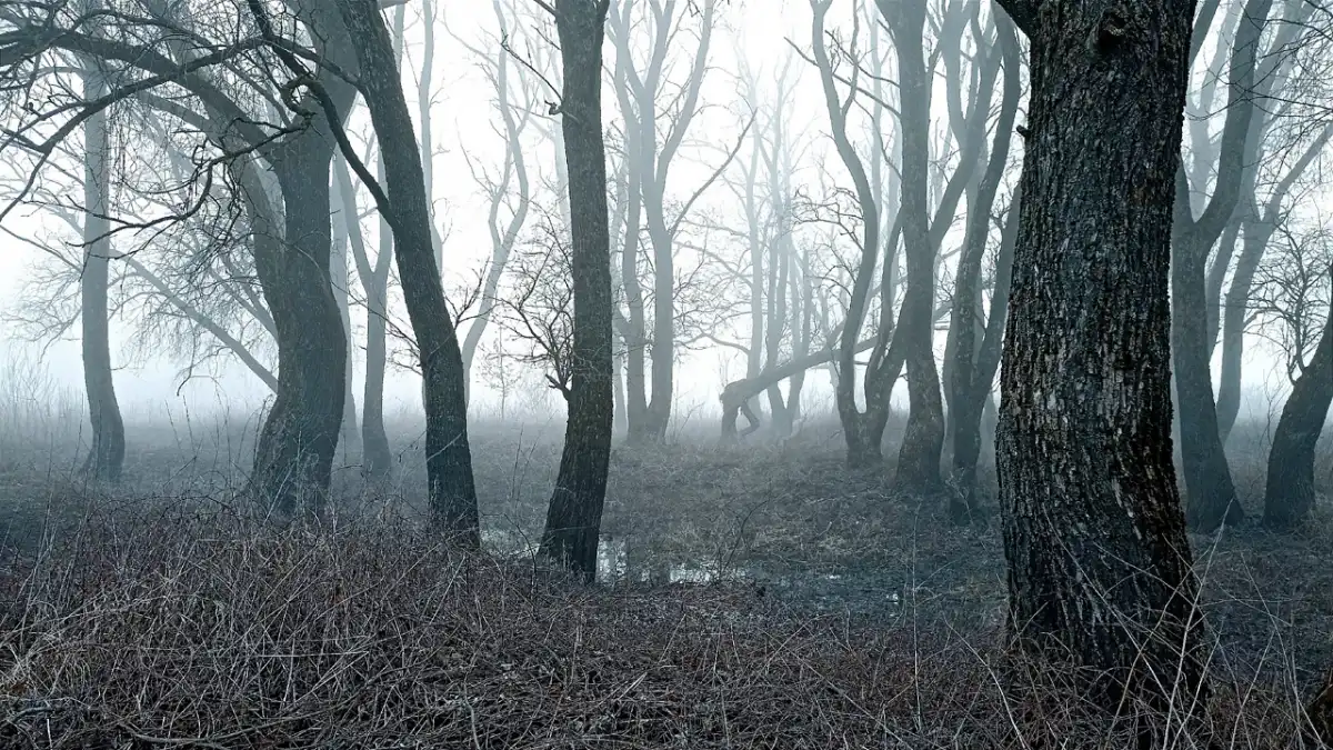 В Великом Новгороде завтра небольшой дождь, температура ночью +4...+6°С, днем +5...+7°С.