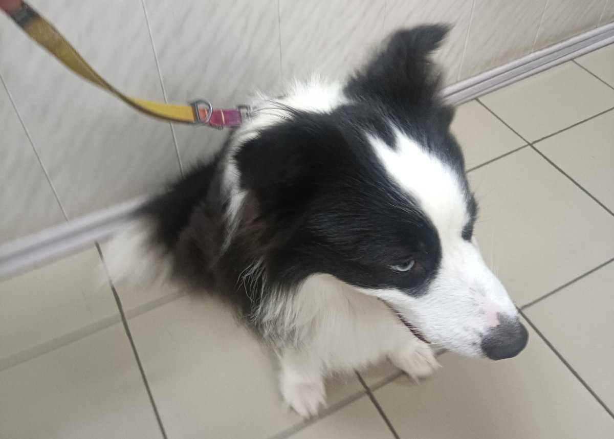 Сотрудники Россельхознадзора проверили, что животные здоровы, имеют ветеринарные паспорта и свидетел