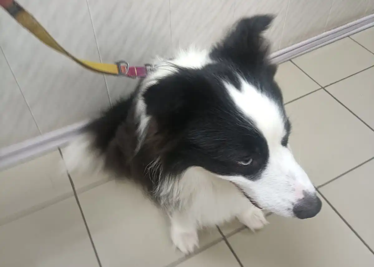 Сотрудники Россельхознадзора проверили, что животные здоровы, имеют ветеринарные паспорта и свидетел