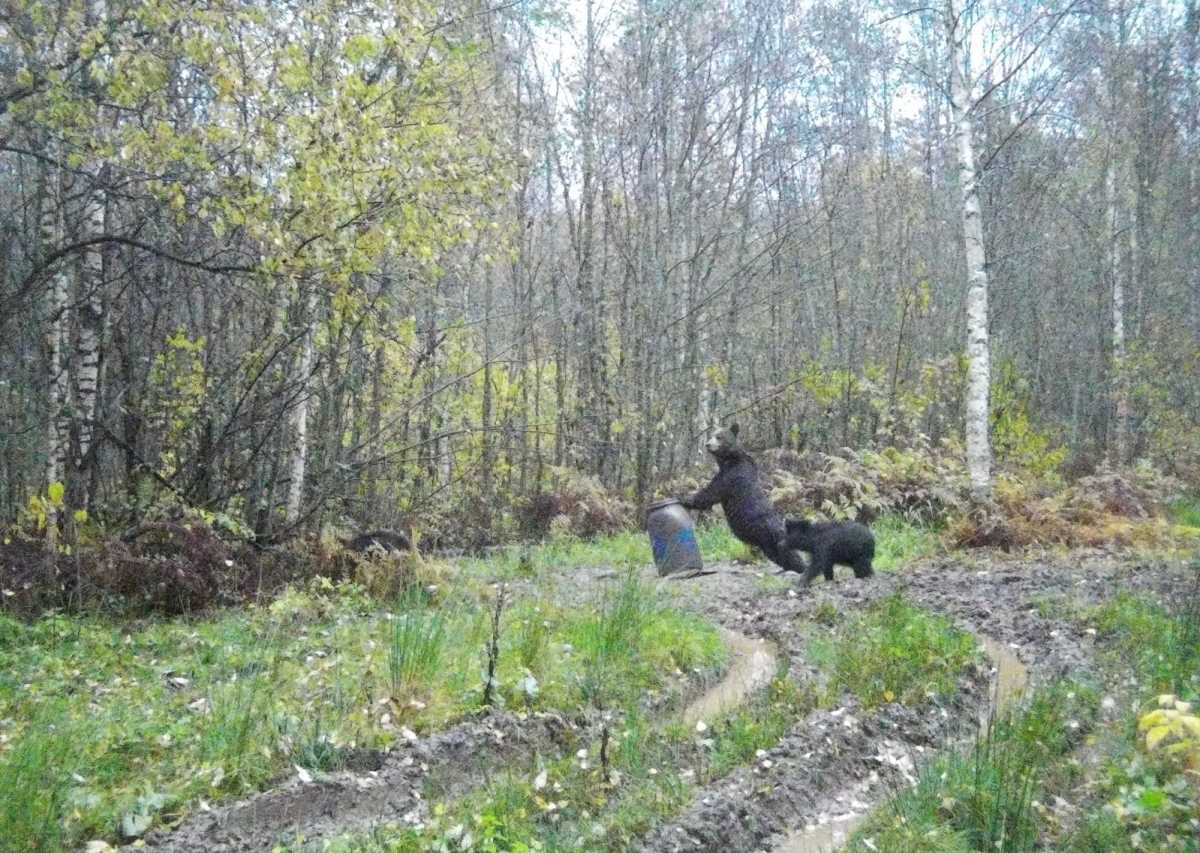 Мишку явно заинтересовало содержимое бочки.