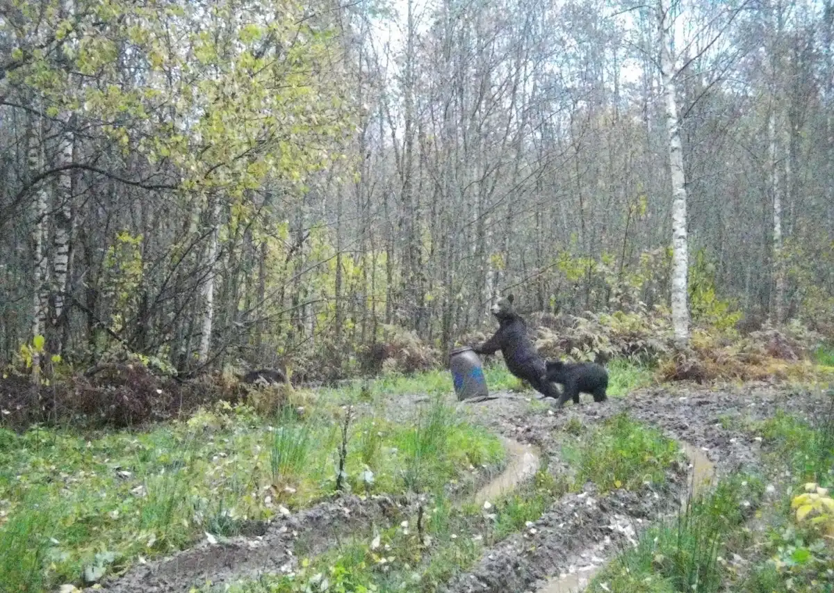 Мишку явно заинтересовало содержимое бочки.