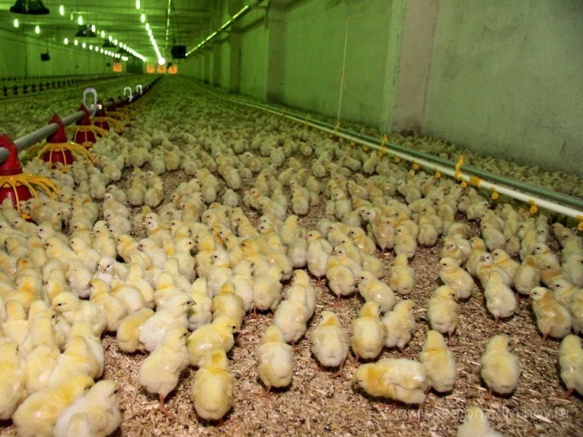 Всероссийский форум изобретателей и инноваторов продлится в Великом Новгороде 13-14 ноября.