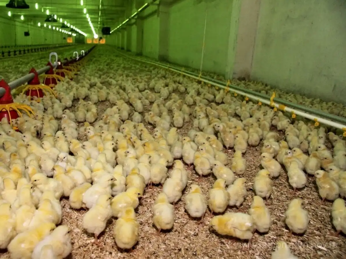 Всероссийский форум изобретателей и инноваторов продлится в Великом Новгороде 13-14 ноября.