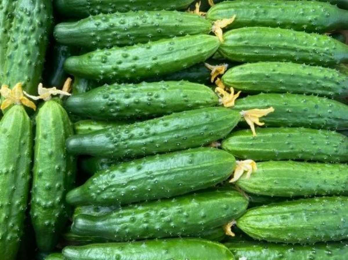 Овощи защищённого грунта в регионе выращивают в тепличных комплексах круглогодичного производства и 