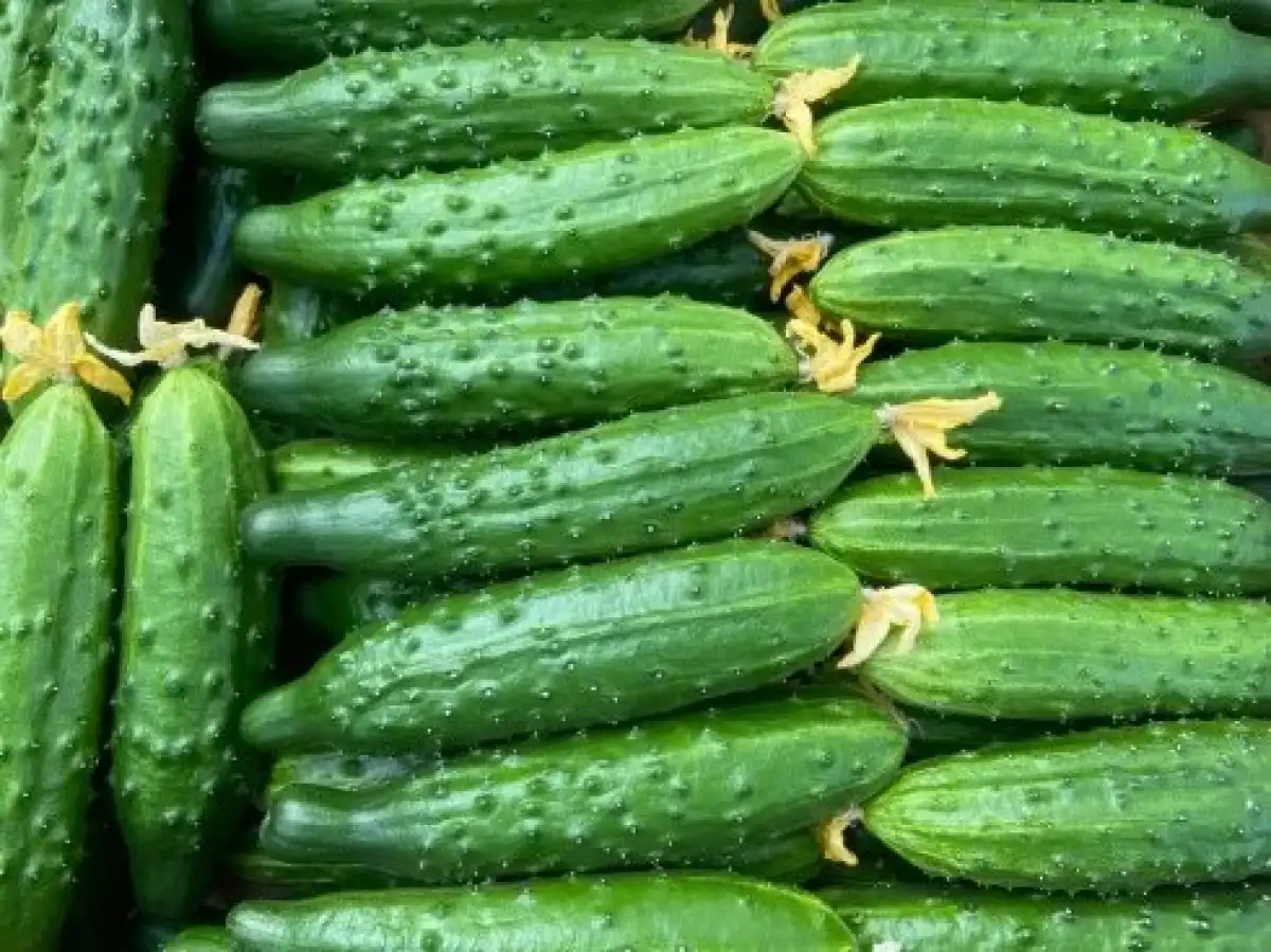 Овощи защищённого грунта в регионе выращивают в тепличных комплексах круглогодичного производства и