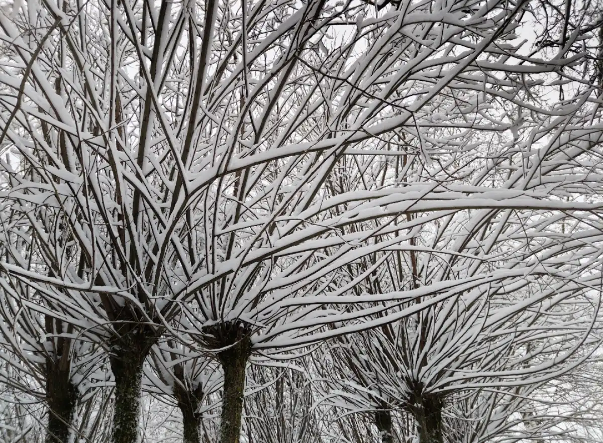 15 ноября дожди в регионе может сменить снег.