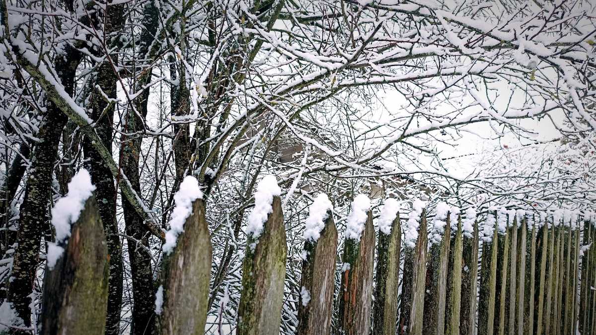 В Великом Новгороде погода будет следовать общему сценарию: ночью небольшой снег, переходящий днём в