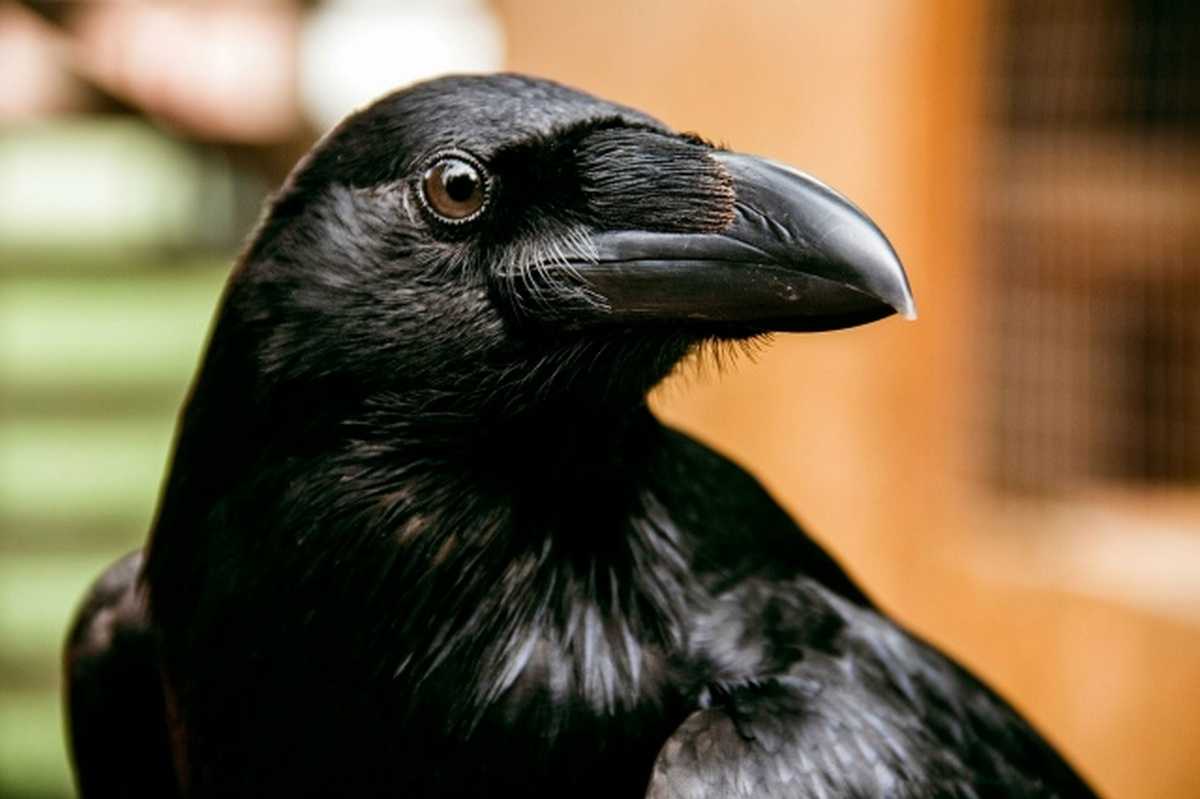 Специалисты покажут обитателей двора и ответят на все вопросы посетителей.