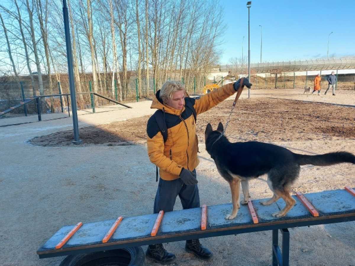 Минимальный размер игровой площадки для собак должен составлять 200 квадратных метров.