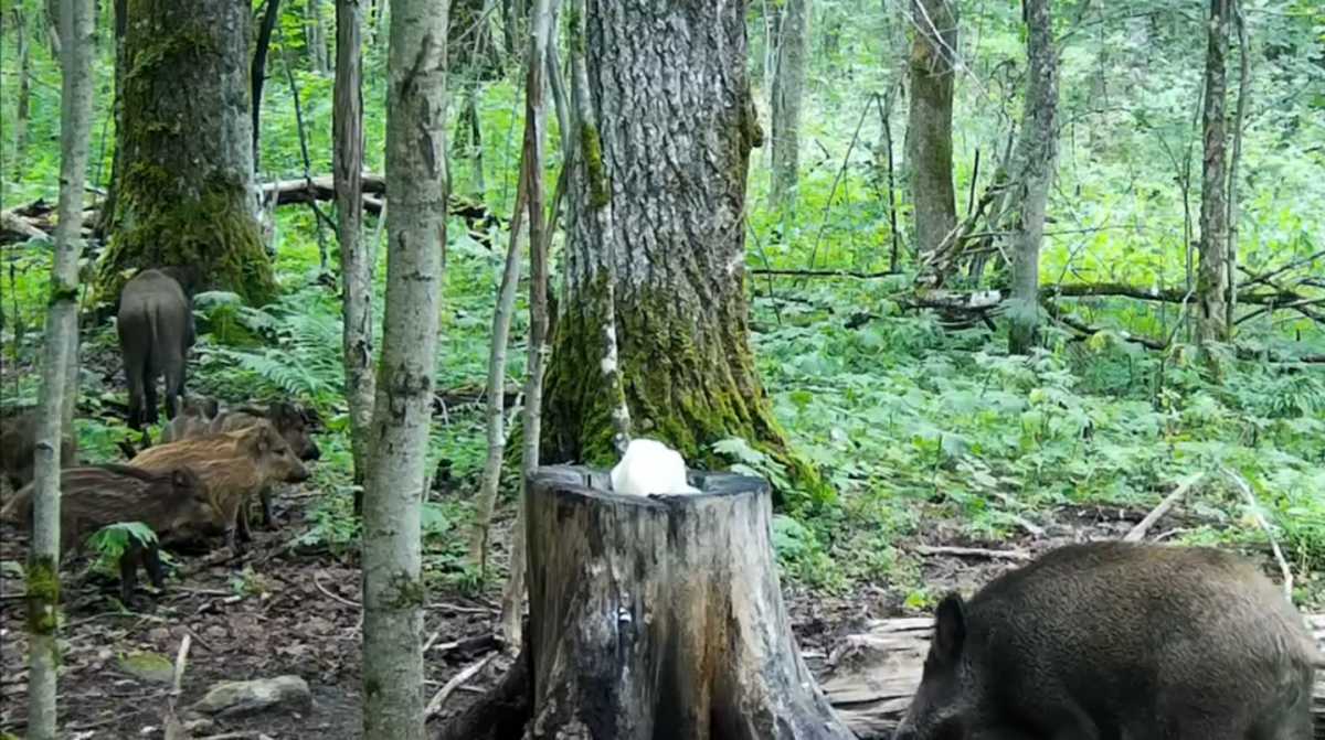 В национальном парке «Валдайский» в шутку назвали попавшую в фотоловушку компанию кабанов семьёй Каб