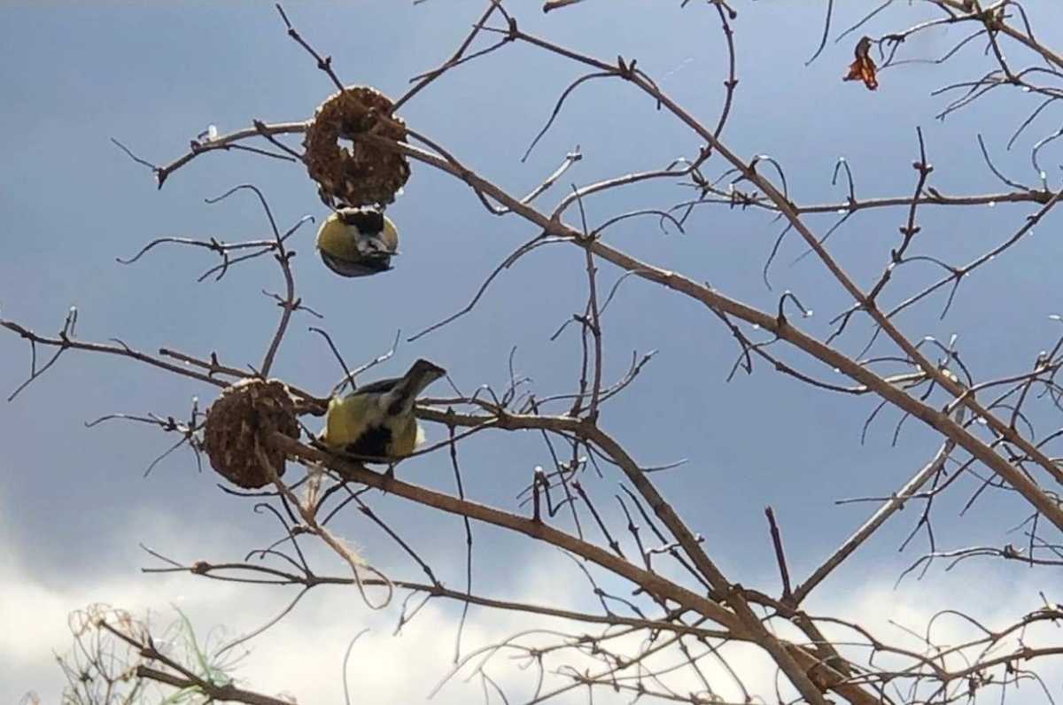 Жители Старорусского округа подкармливают птиц с наступлением холодов.