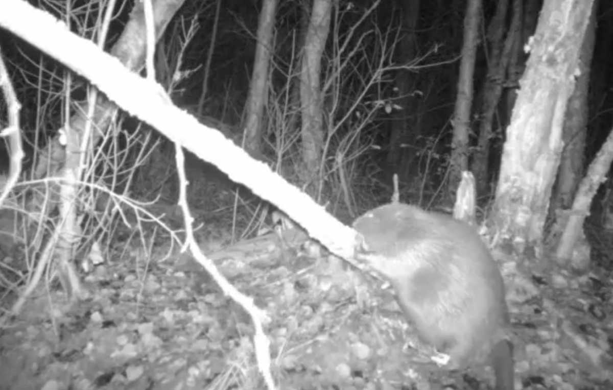 Осенью бобры заботятся о заготовке запасов корма.