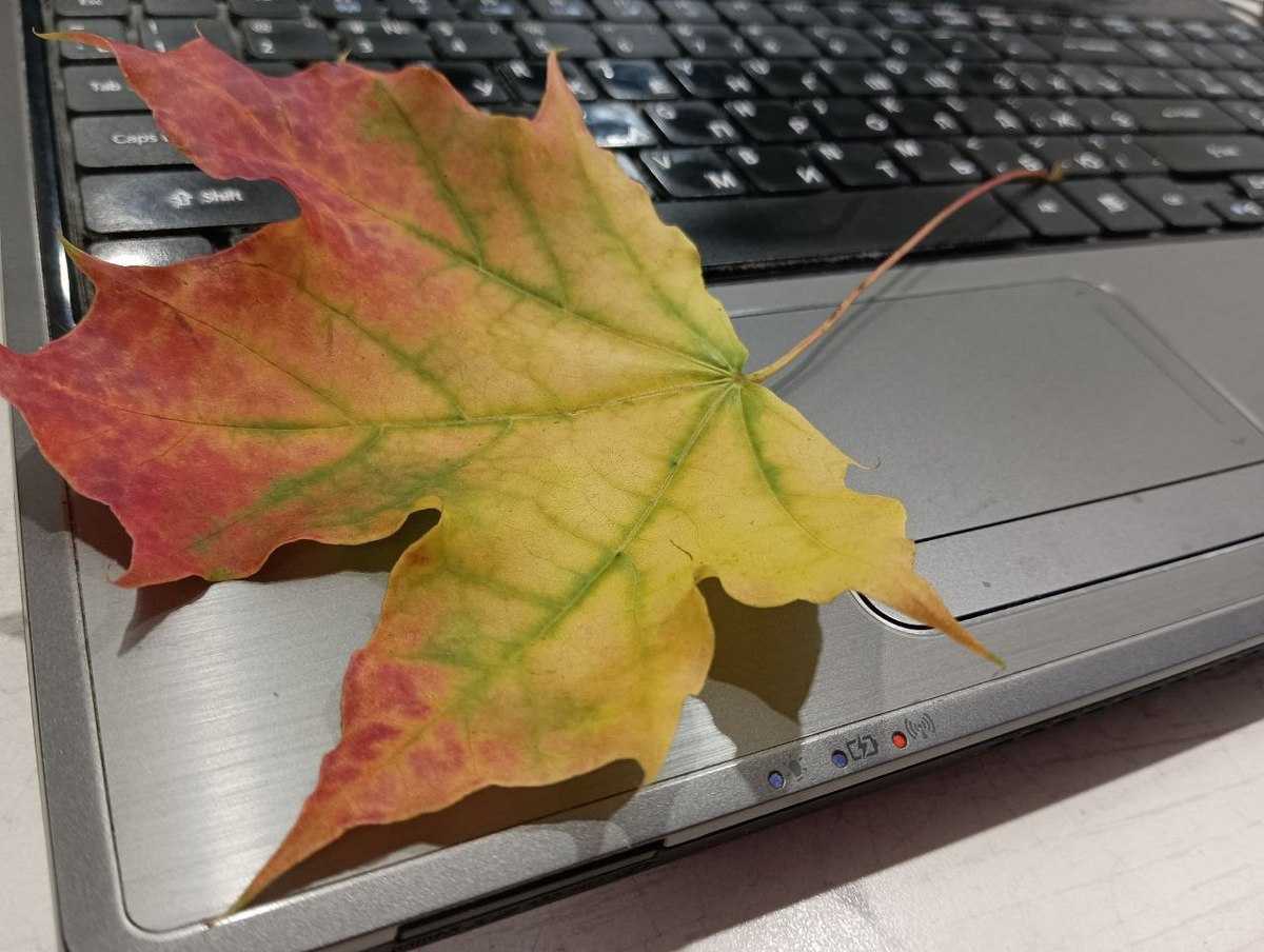 В октябре по сравнению с сентябрем подешевели планшеты, ноутбуки, мониторы, смартфоны и наушники.