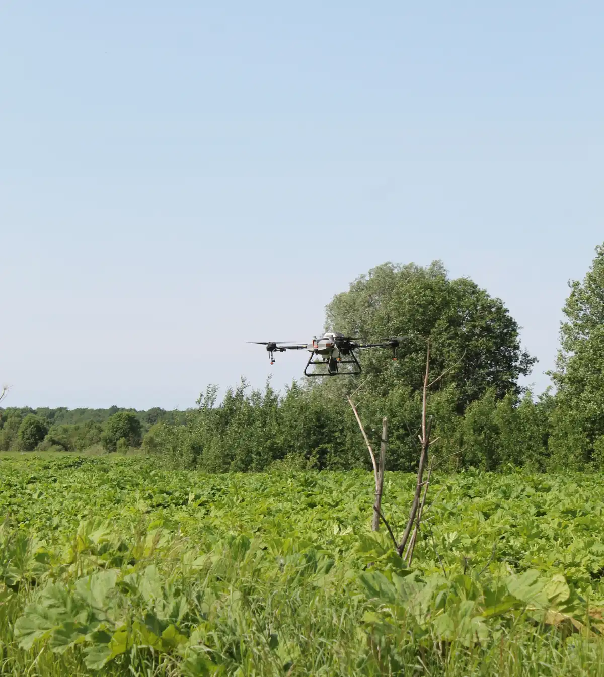 Благодаря принимаемым мерам, финансированию и обрабатываемым площадям, удается сдерживать распростра