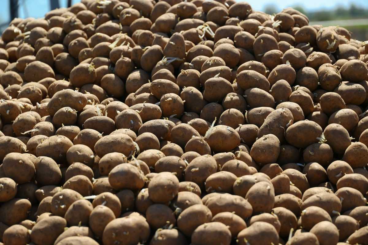 Показатели по сбору картофеля и овощных культур в Новгородской области достигнуты в полном объёме.