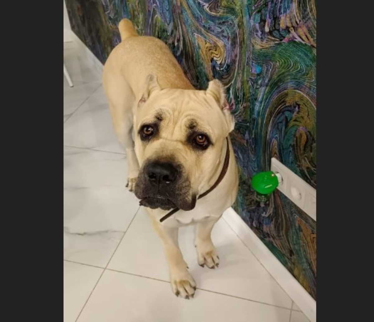 Незадолго до пропажи у Зерты родились щенки.