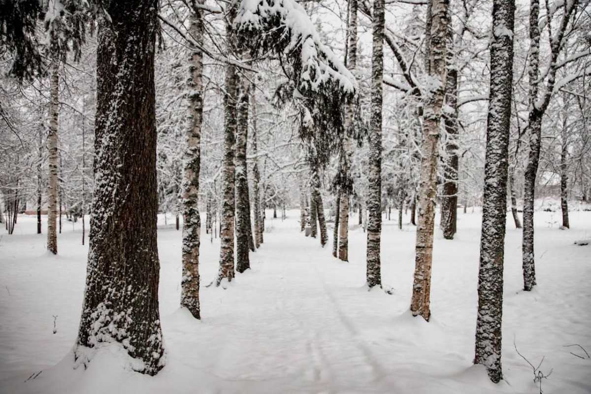 Жителей региона снова ждут снегопады.