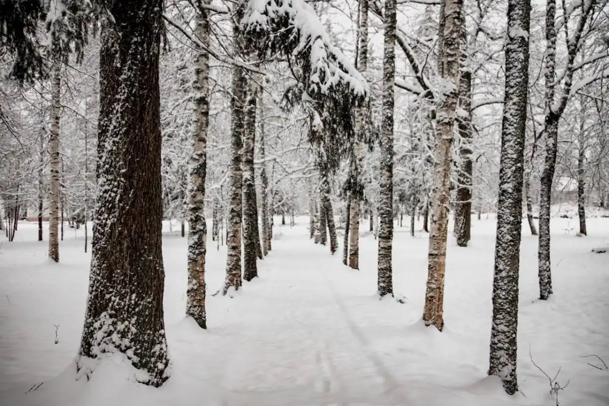 Жителей региона снова ждут снегопады.