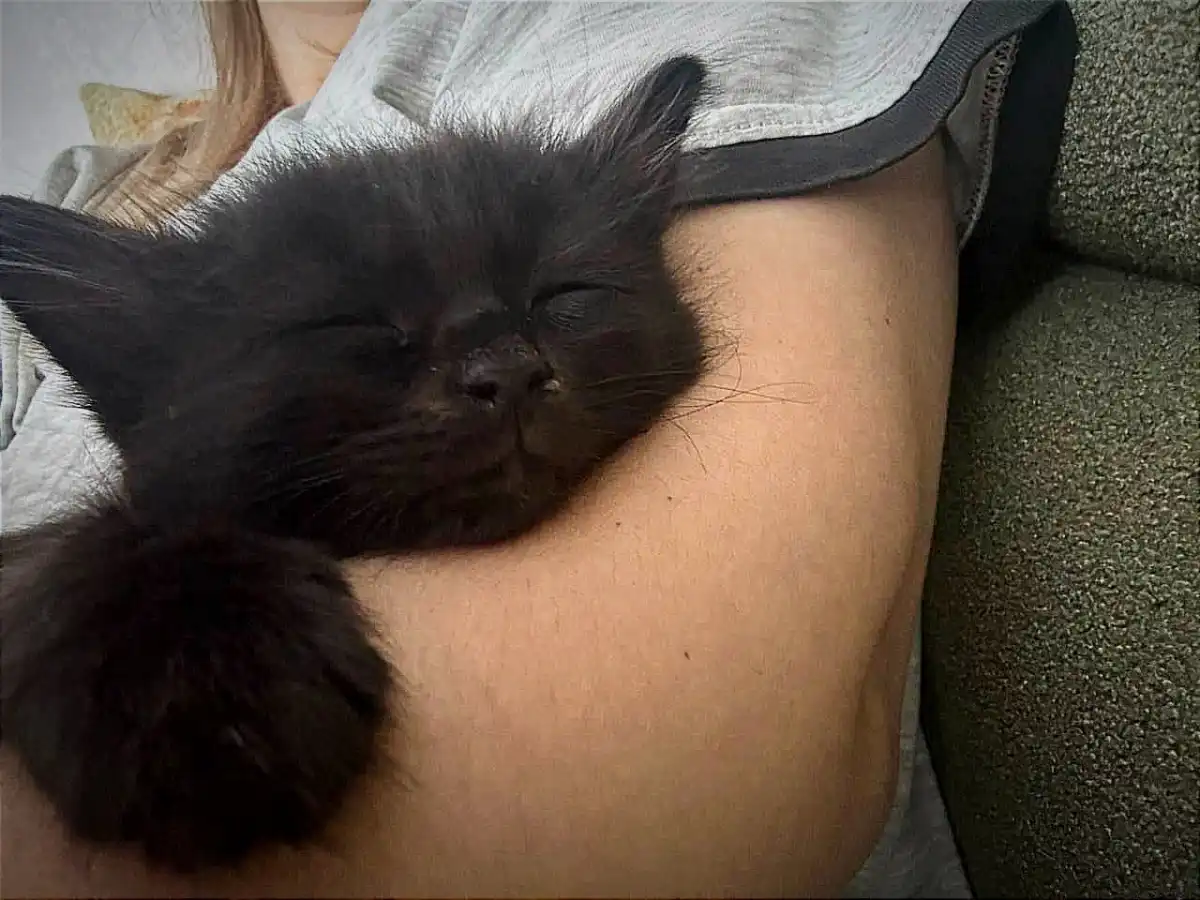 Сейчас у всех котов есть собственный дом и любящие хоязева.