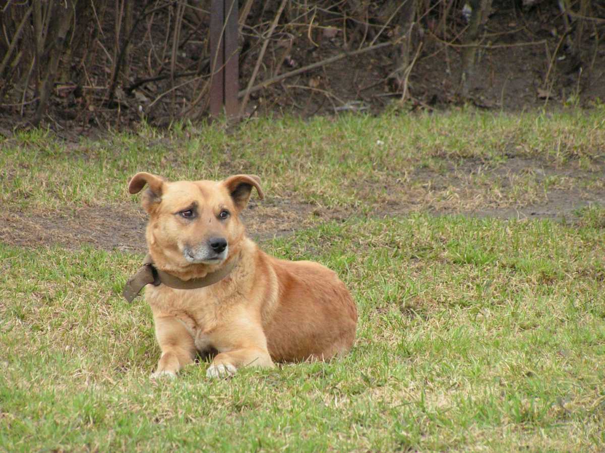 За отсутствие регистрации собаки её владельцу грозит штраф.