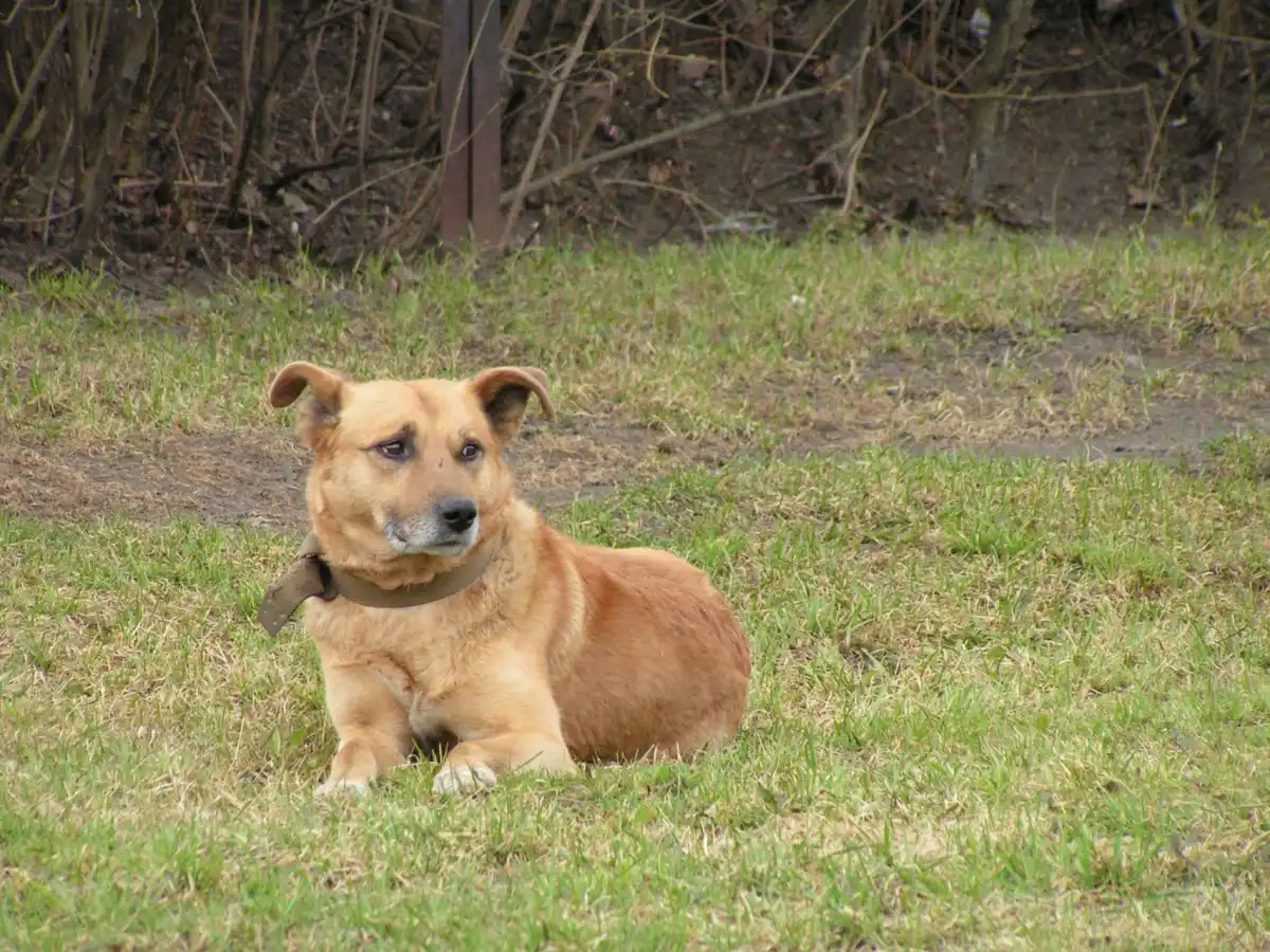 За отсутствие регистрации собаки её владельцу грозит штраф.