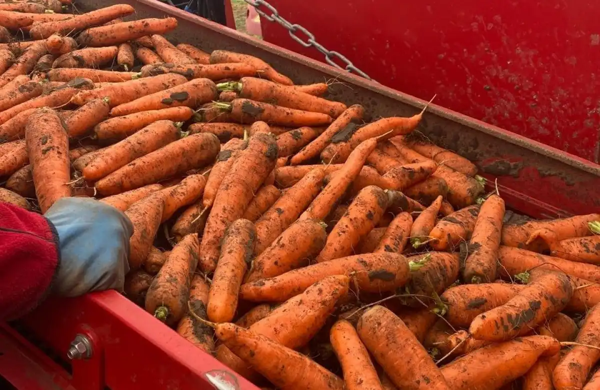 Благодаря использованию качественных семян фермерам удаётся получать хороший урожай моркови.