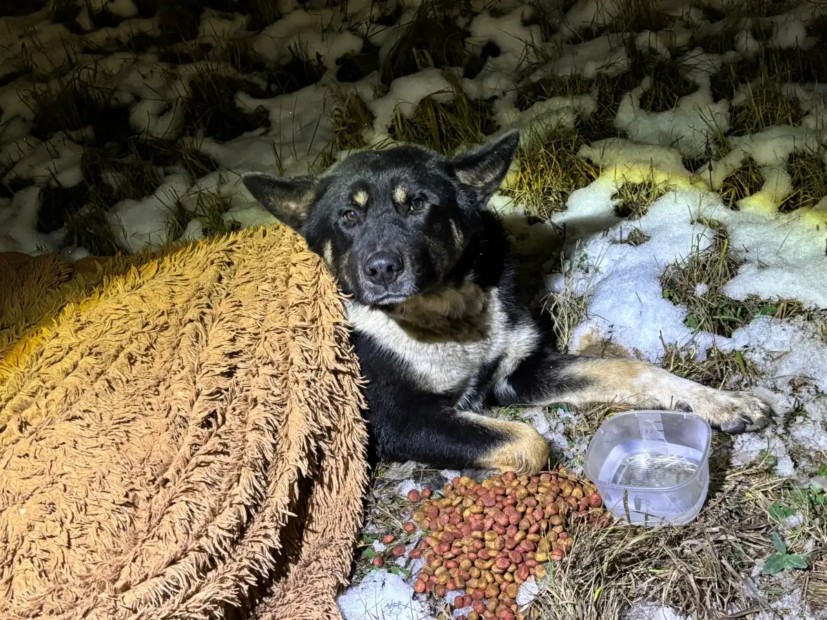 Полицейские включили проблесковые маячки и осуществили регулирование дорожного движения автомобилей по одной полосе.