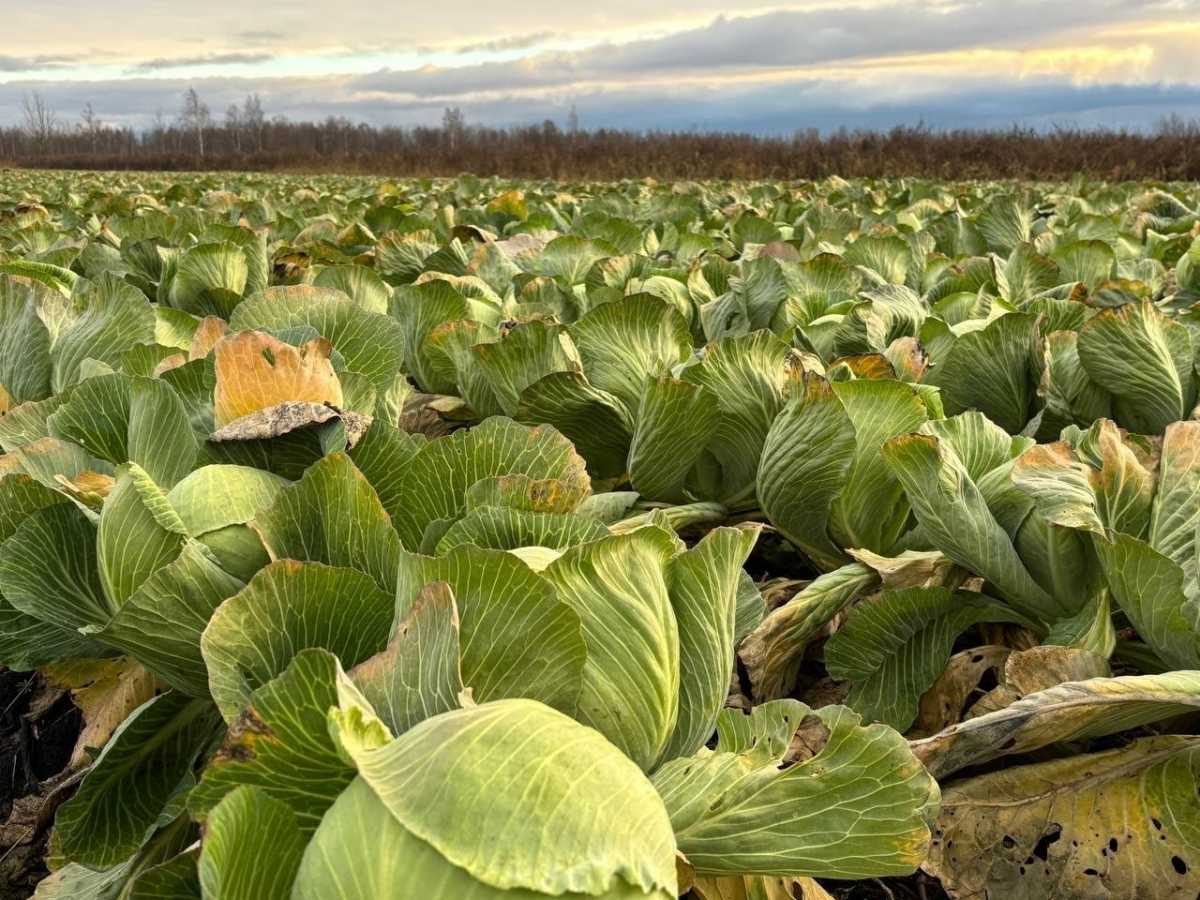 Урожай капусты в фермерском хозяйстве Виталия Старостина в Новгородском округе.